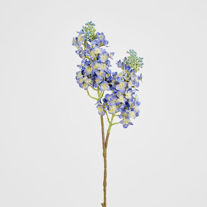 Baby Delphinium Blue 62cm - Pack of 12