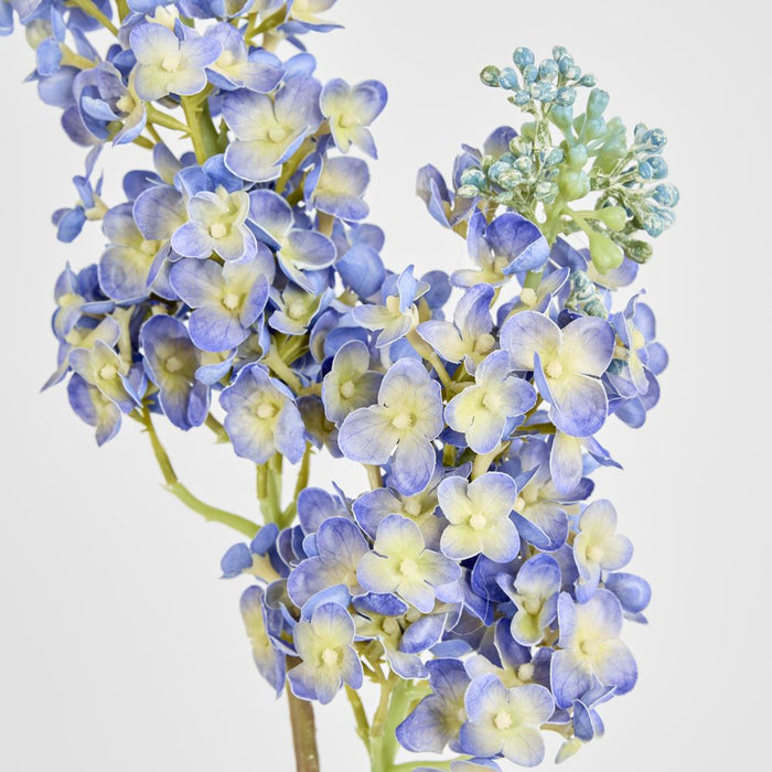 Baby Delphinium Blue 62cm - Pack of 12