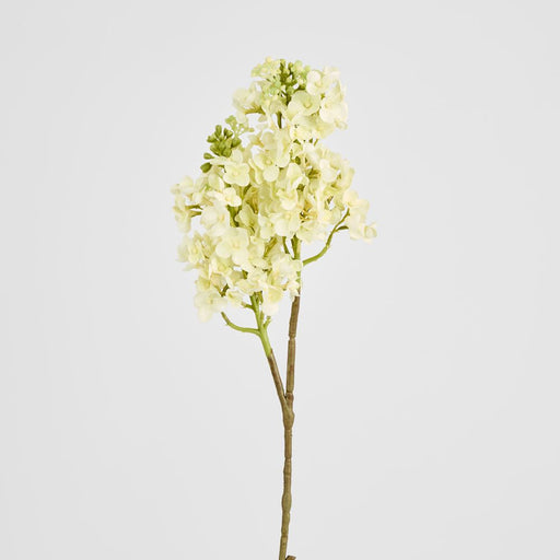 Baby Delphinium White 62cm - Pack of 12