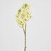 Baby Delphinium White 62cm - Pack of 12