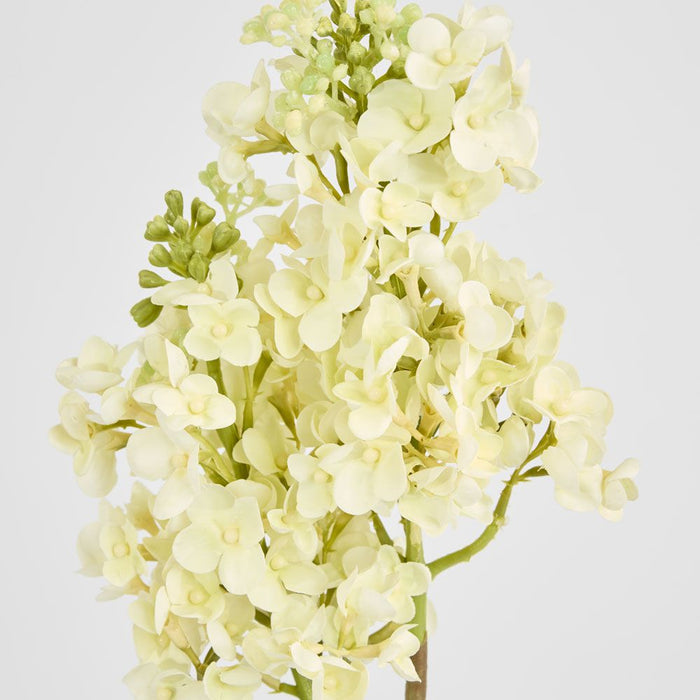 Baby Delphinium White 62cm - Pack of 12