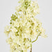 Baby Delphinium White 62cm - Pack of 12