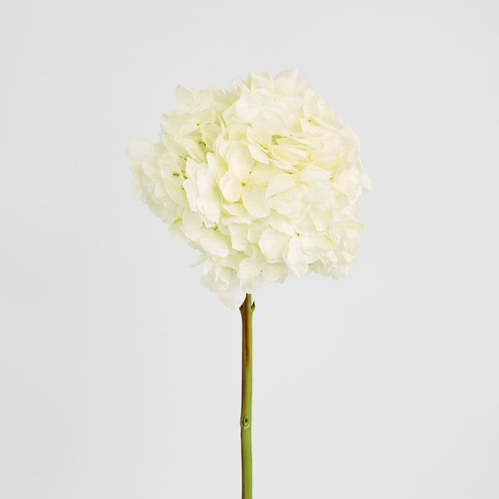 Round Head Hydrangea White 62cm - Pack of 12