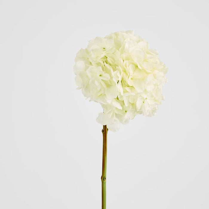 Round Head Hydrangea White 62cm - Pack of 12