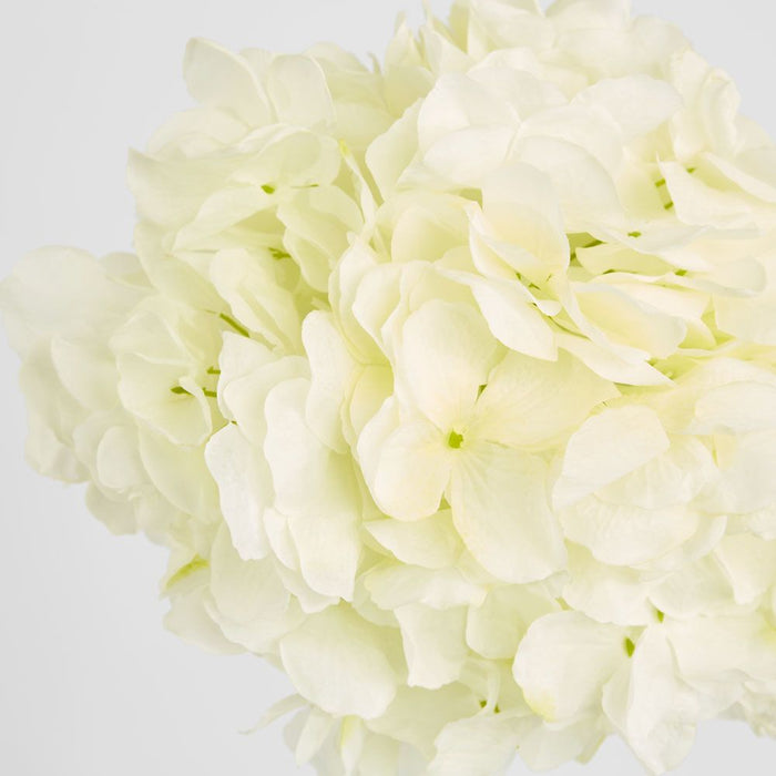 Round Head Hydrangea White 62cm - Pack of 12