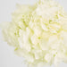 Round Head Hydrangea White 62cm - Pack of 12