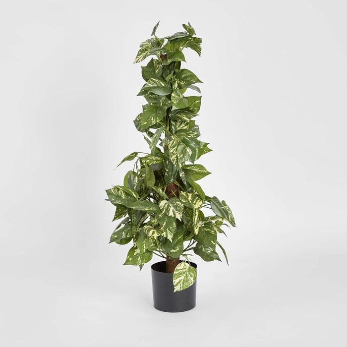 Pothos Vines Plant on Coconut Pole 90cm