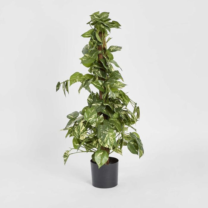 Pothos Vines Plant on Coconut Pole 90cm