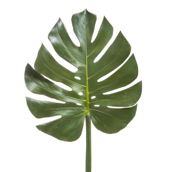 Split-Leaf Philodendron Monstera 94cm Pack of 12