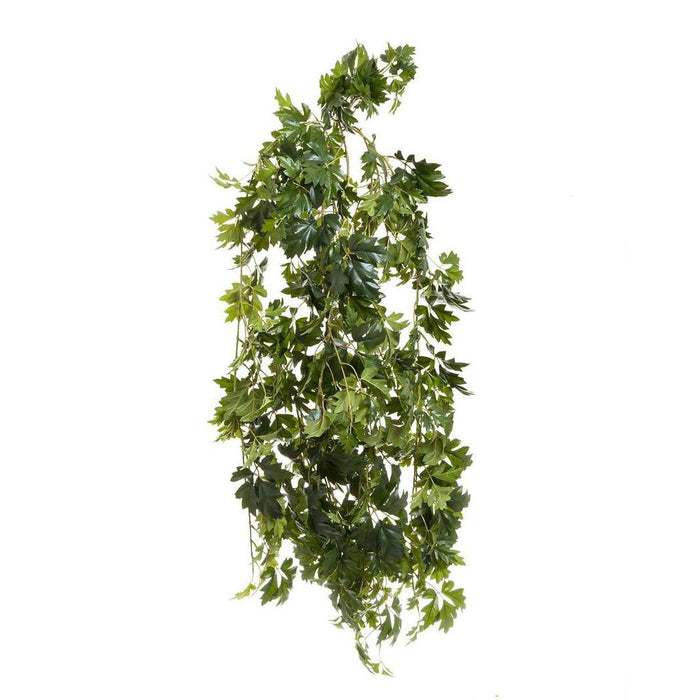 Cissus Bush Hanging 110cm