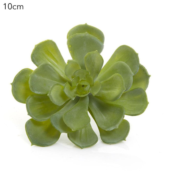 Echeveria Green 10cm Pack of 12