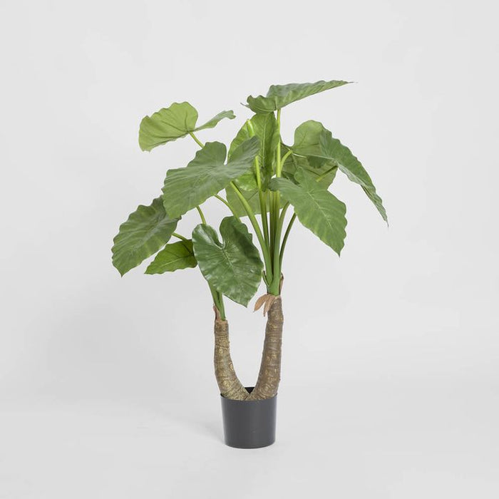 Alocasia Calidora Plant 100cm