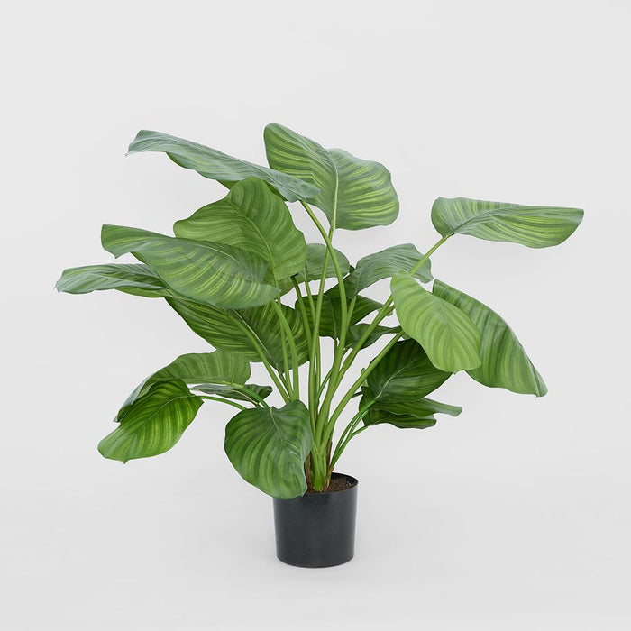 Calathea Fasciata Plant Green 65cm