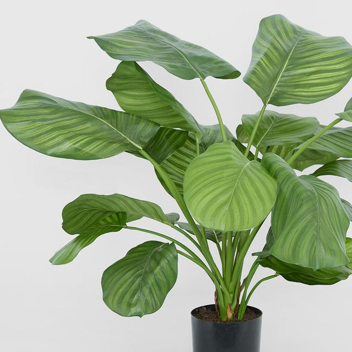 Calathea Fasciata Plant Green 65cm