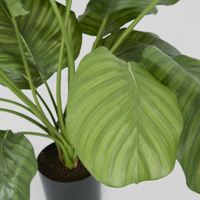Calathea Fasciata Plant Green 65cm
