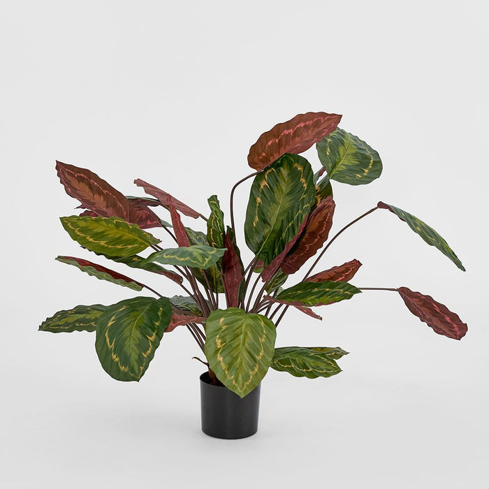 Calathea Fasciata Plant Green and Red 65cm