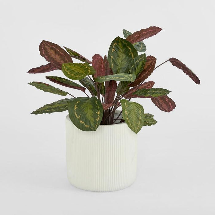 Calathea Fasciata Plant Green and Red 65cm