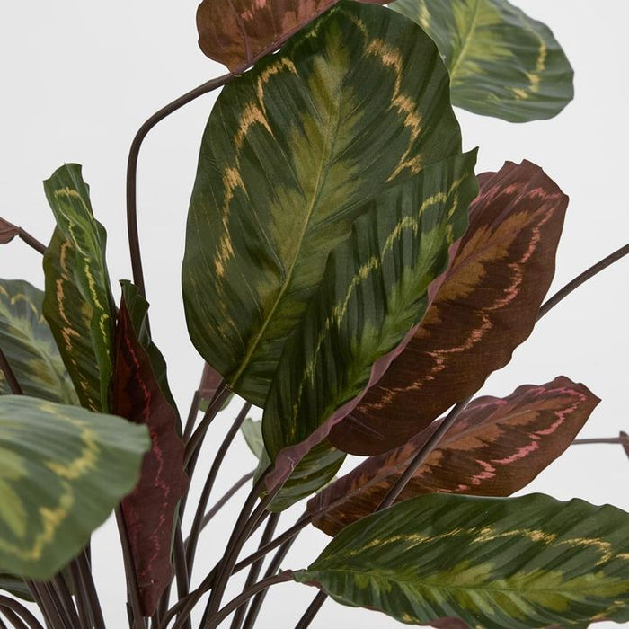 Calathea Fasciata Plant Green and Red 65cm
