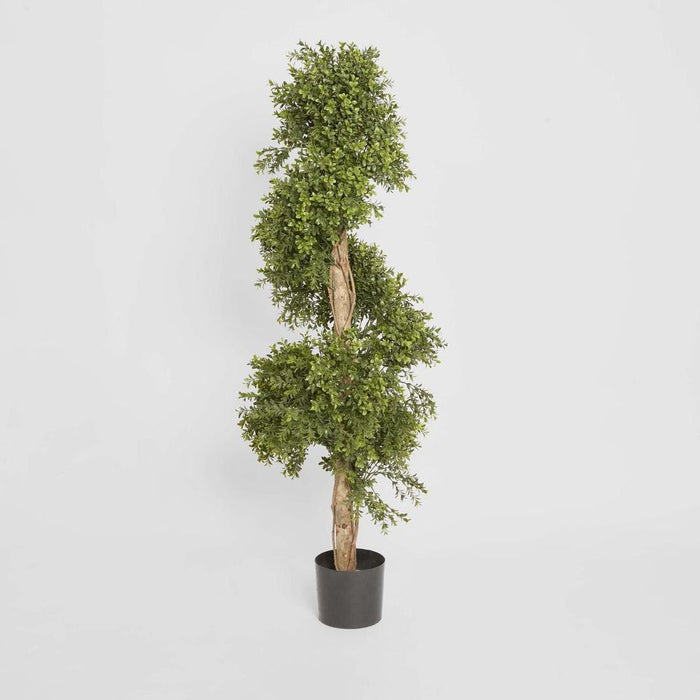 Boxwood Spiral Topiary Tree Budget 140cm
