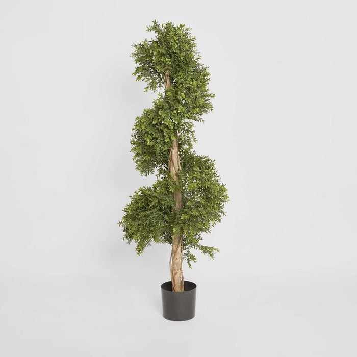 Boxwood Spiral Topiary Tree Budget 140cm