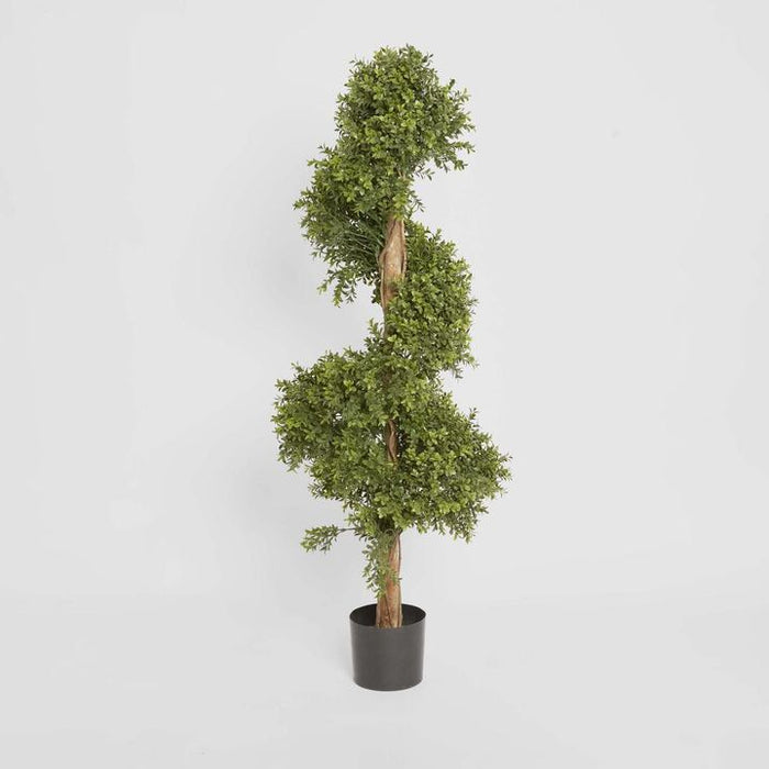 Boxwood Spiral Topiary Tree Budget 140cm