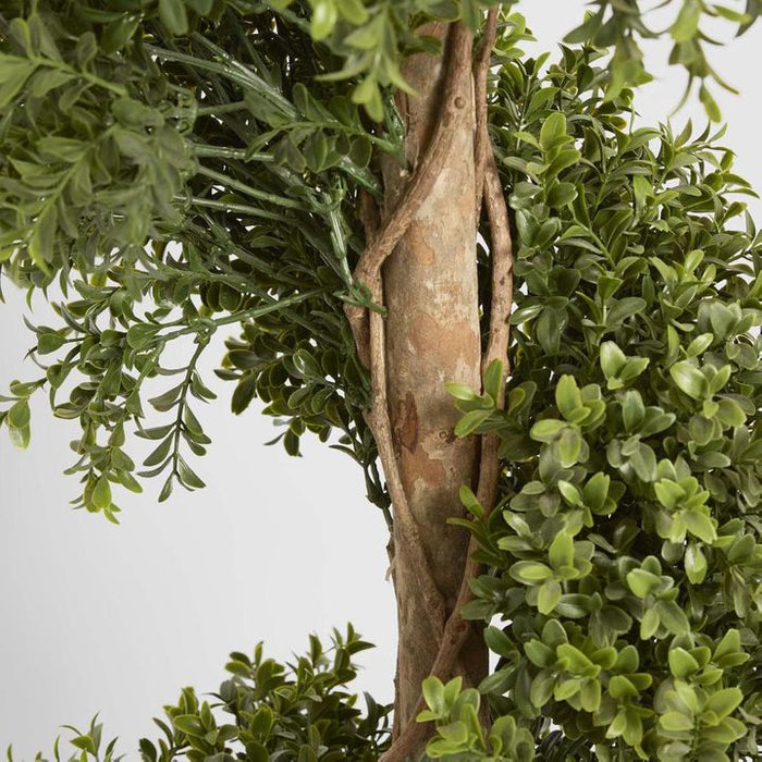 Boxwood Spiral Topiary Tree Budget 140cm