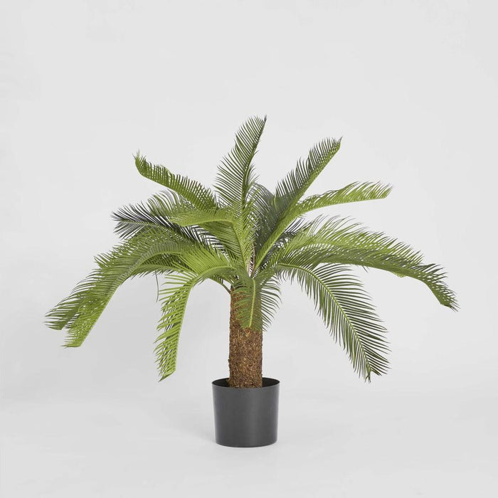 Cycad Palm Tree 80cm