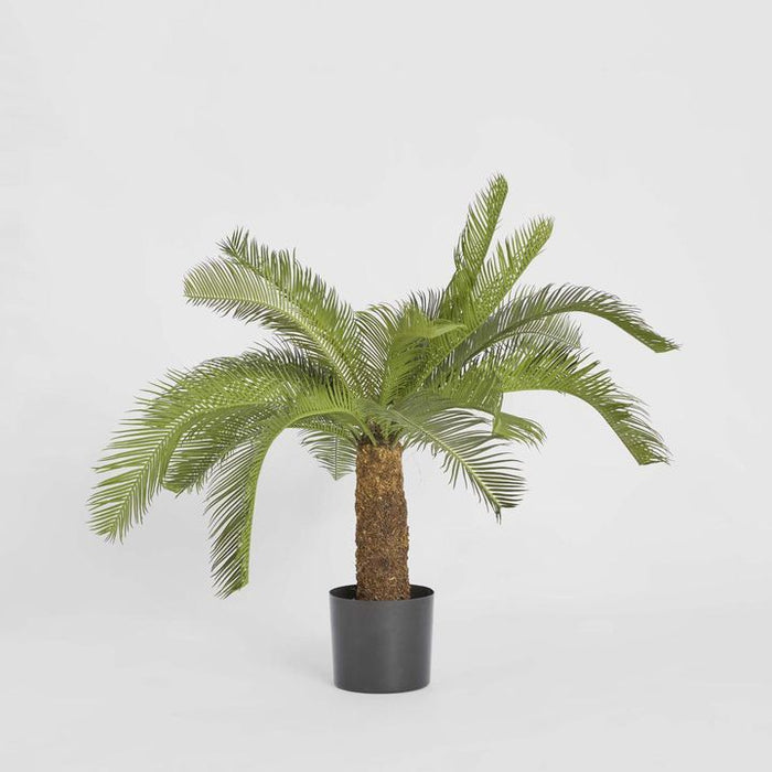 Cycad Palm Tree 80cm