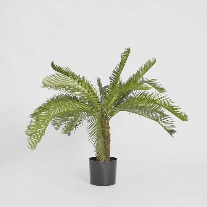 Cycad Palm Tree 80cm
