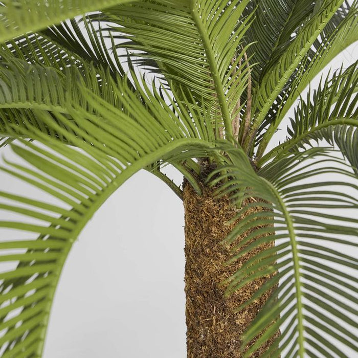 Cycad Palm Tree 80cm