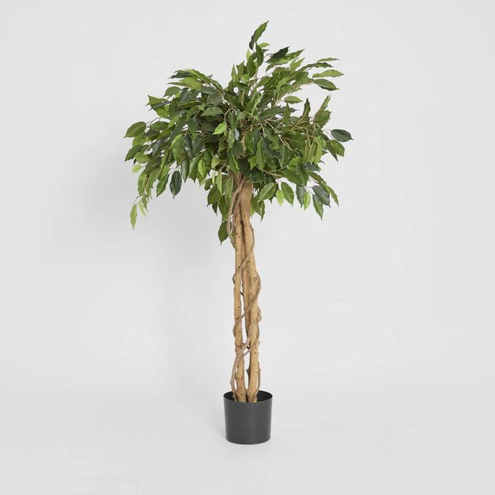 Ficus Ball Tree 120cm