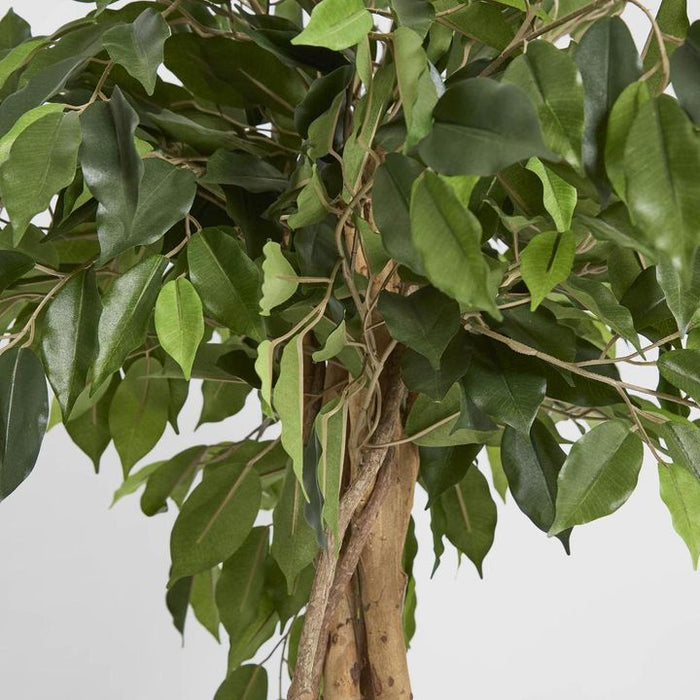 Ficus Ball Tree 120cm