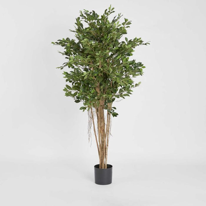 Ficus Retusa 180cm