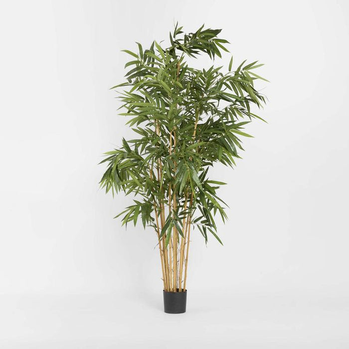 Giant Bamboo Tree 240cm