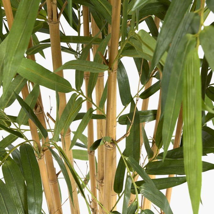 Giant Bamboo Tree 240cm