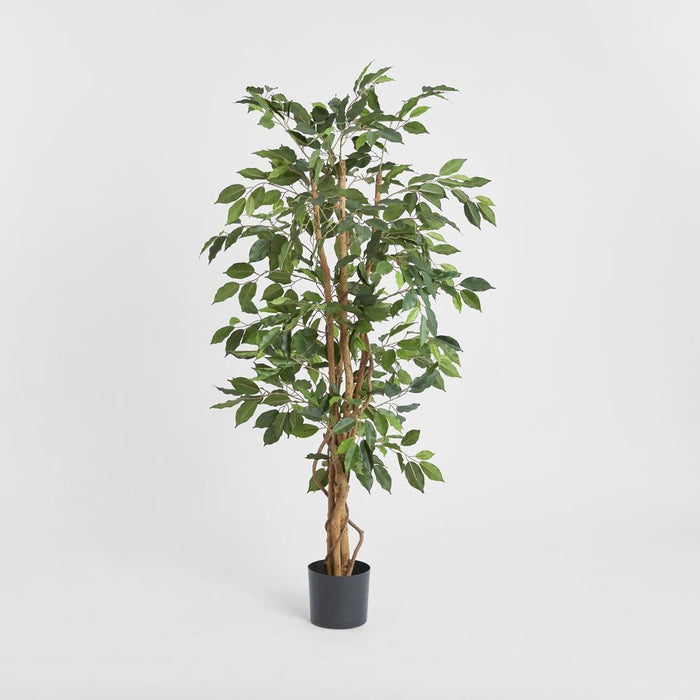 Ficus Tree 170cm