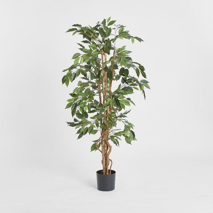 Ficus Tree 170cm