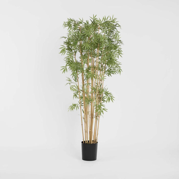Japanese Bamboo Tree 190cm