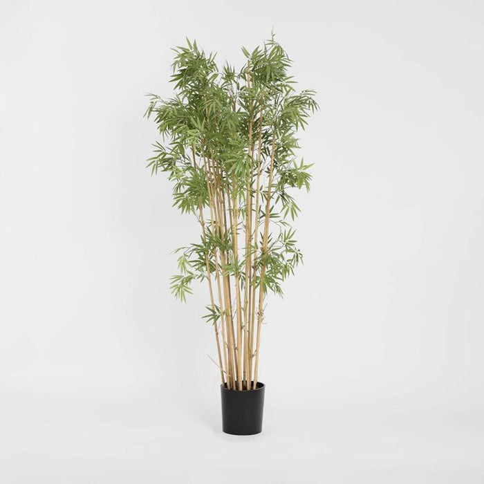 Japanese Bamboo Tree 190cm
