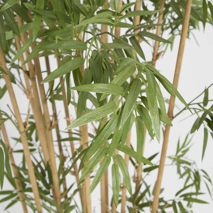 Japanese Bamboo Tree 190cm