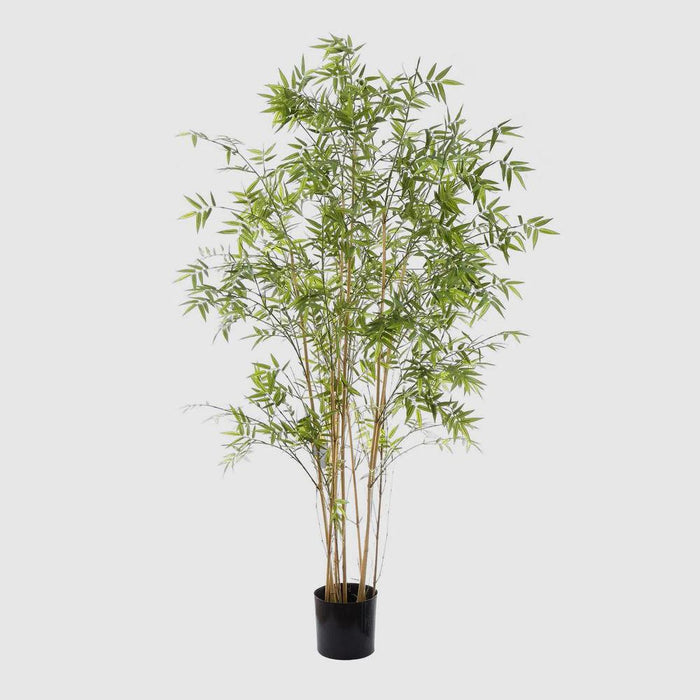 Oriental Bamboo Tree 190cm
