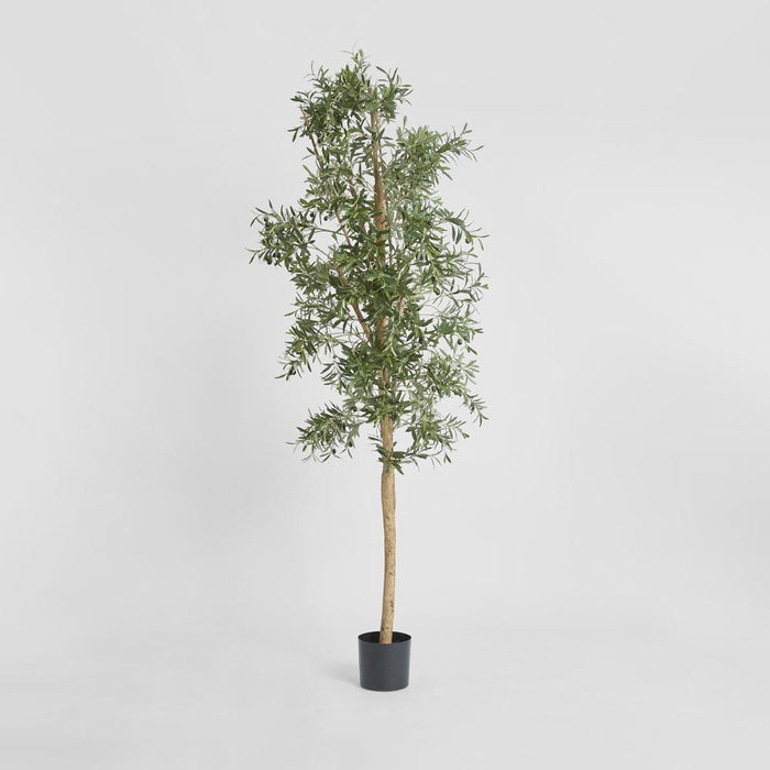Olive Tree 240cm
