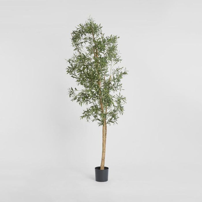 Olive Tree 240cm