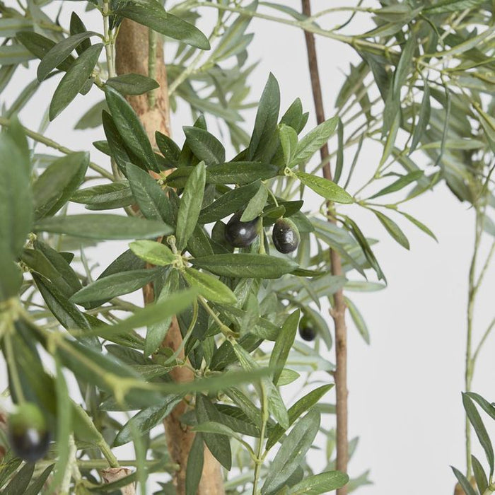 Olive Tree 240cm