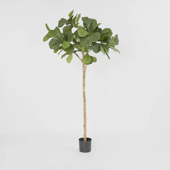 Fiddle Leaf Fig Tree One Stem 200cm