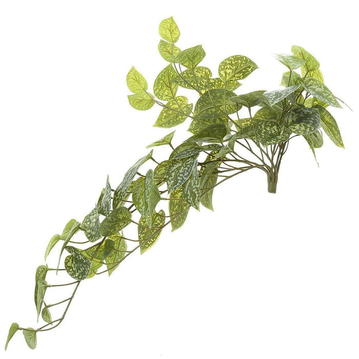Pothos Bush 70cm Hanging Green Pack of 12