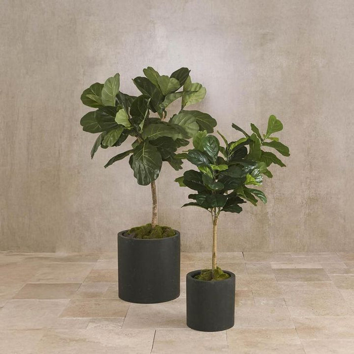 Fiddle Leaf Tree 150cm