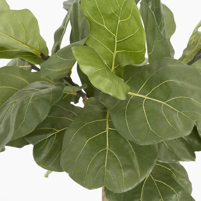 Fiddle Leaf Tree 150cm