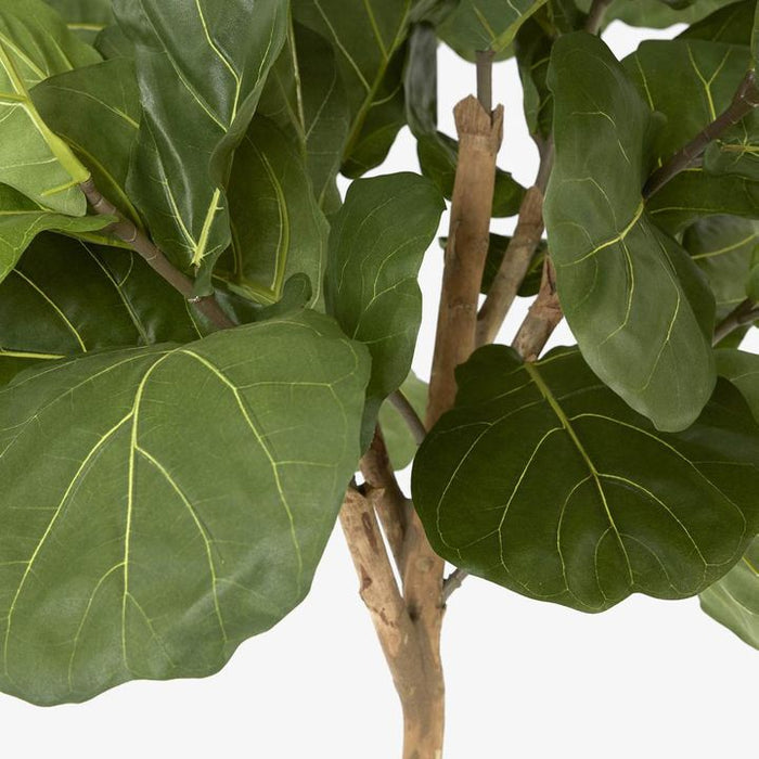 Fiddle Leaf Tree 215cm