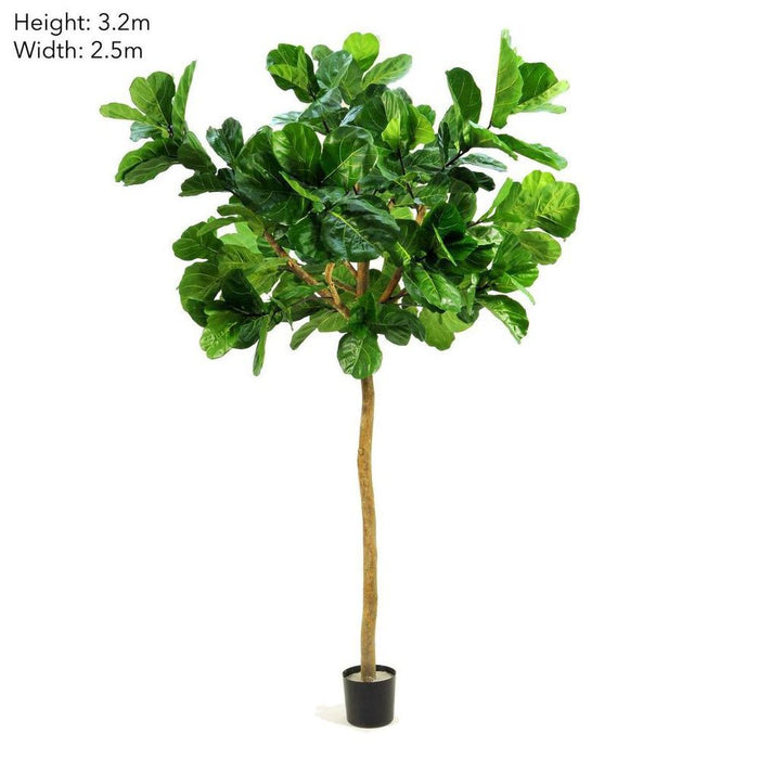 Fiddle Leaf Giant Tree 320cm